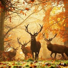 Схема вышивки «№1352841»