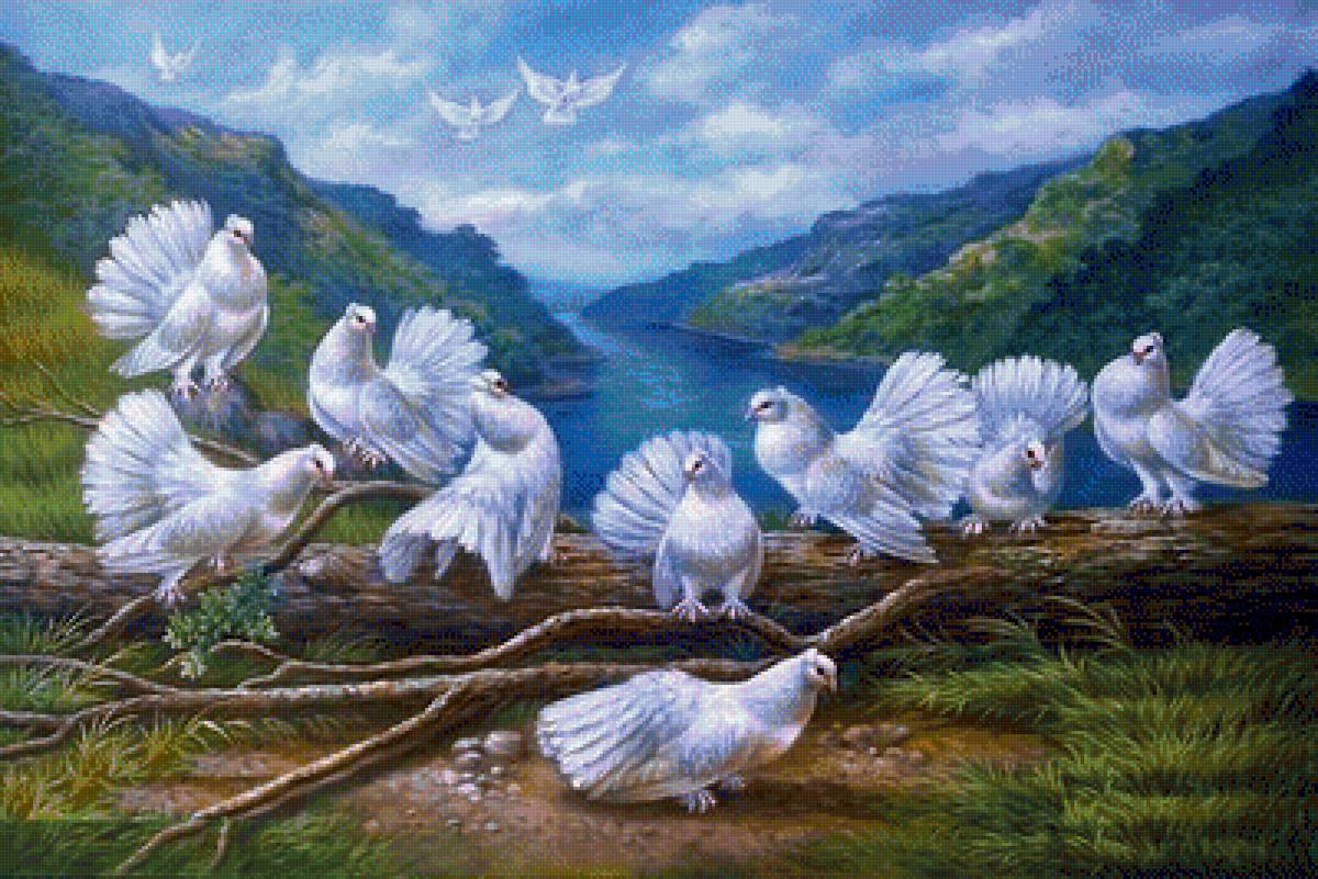 голуби - предпросмотр