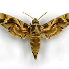 Схема вышивки «Метелик1»