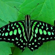 Схема вышивки «Метелик 2»