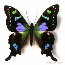 Схема вышивки «Метелик 3»