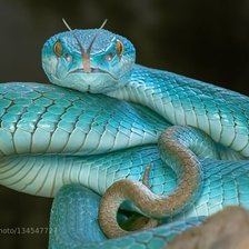 Схема вышивки «Голубая комодская куфия №2»