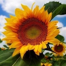 Схема вышивки «Кусочек солнца»