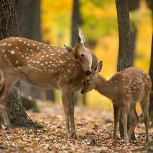 Схема вышивки «Олени»