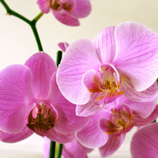 Схема вышивки «орхидея»