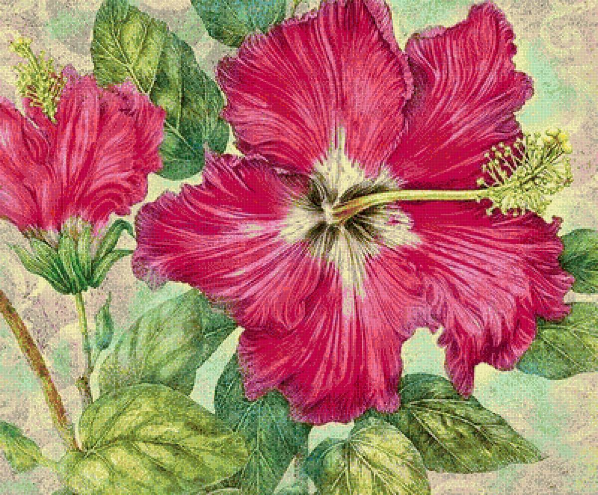 гибискус - предпросмотр