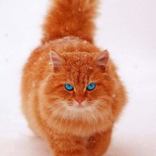 Схема вышивки «Киця»