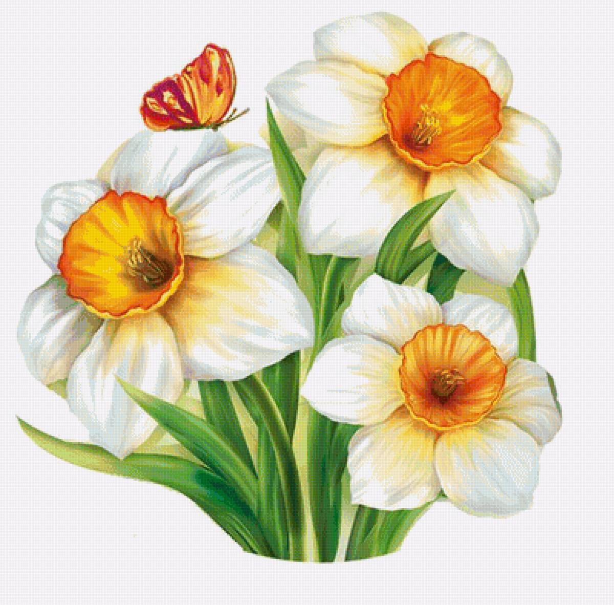 прекрасные нарциссы - букет, нарциссы, цветы - предпросмотр