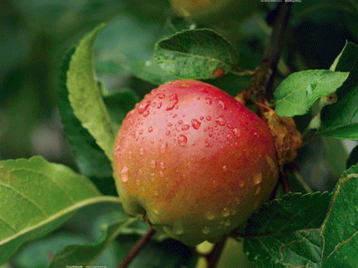 яблоко - предпросмотр