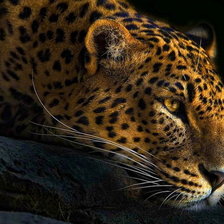 Схема вышивки «леопард»