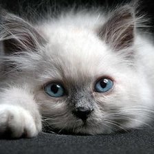 Схема вышивки «кошечка»