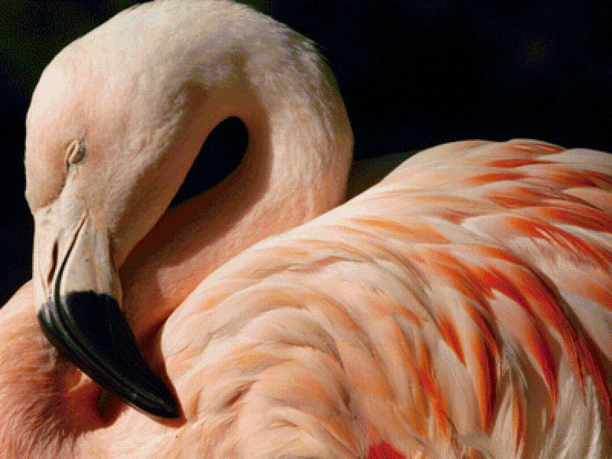 фламинго - предпросмотр