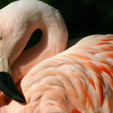 фламинго