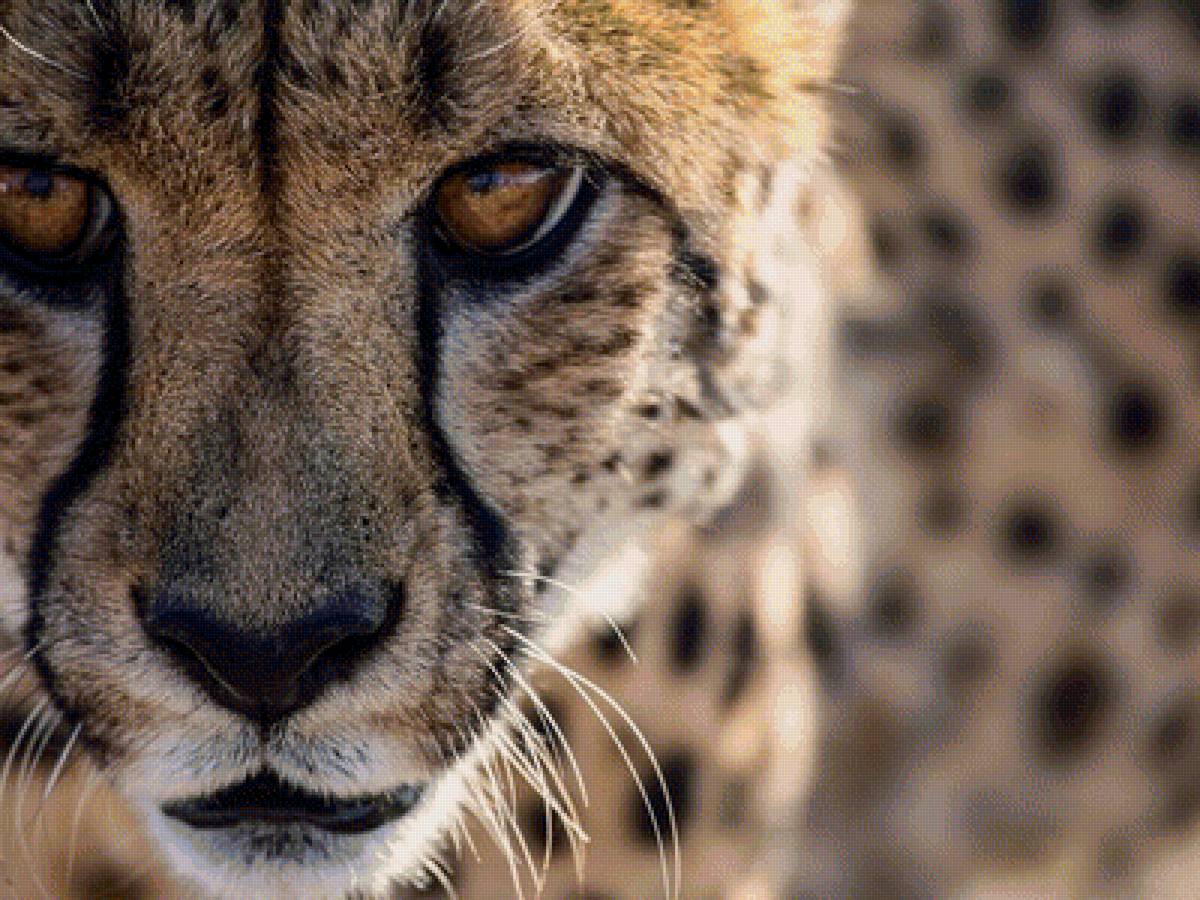 гепард - предпросмотр