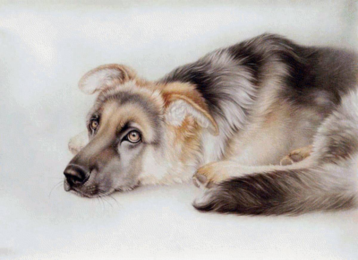 верный друг - животные - предпросмотр