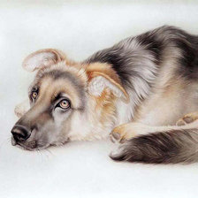 Схема вышивки «верный друг»