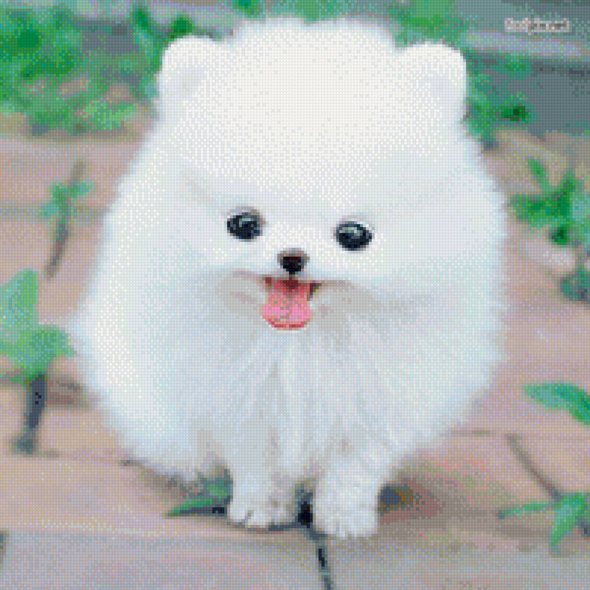 Шпиц - собаки, милашки, белые. - предпросмотр