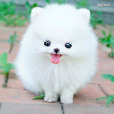 Схема вышивки «Шпиц»