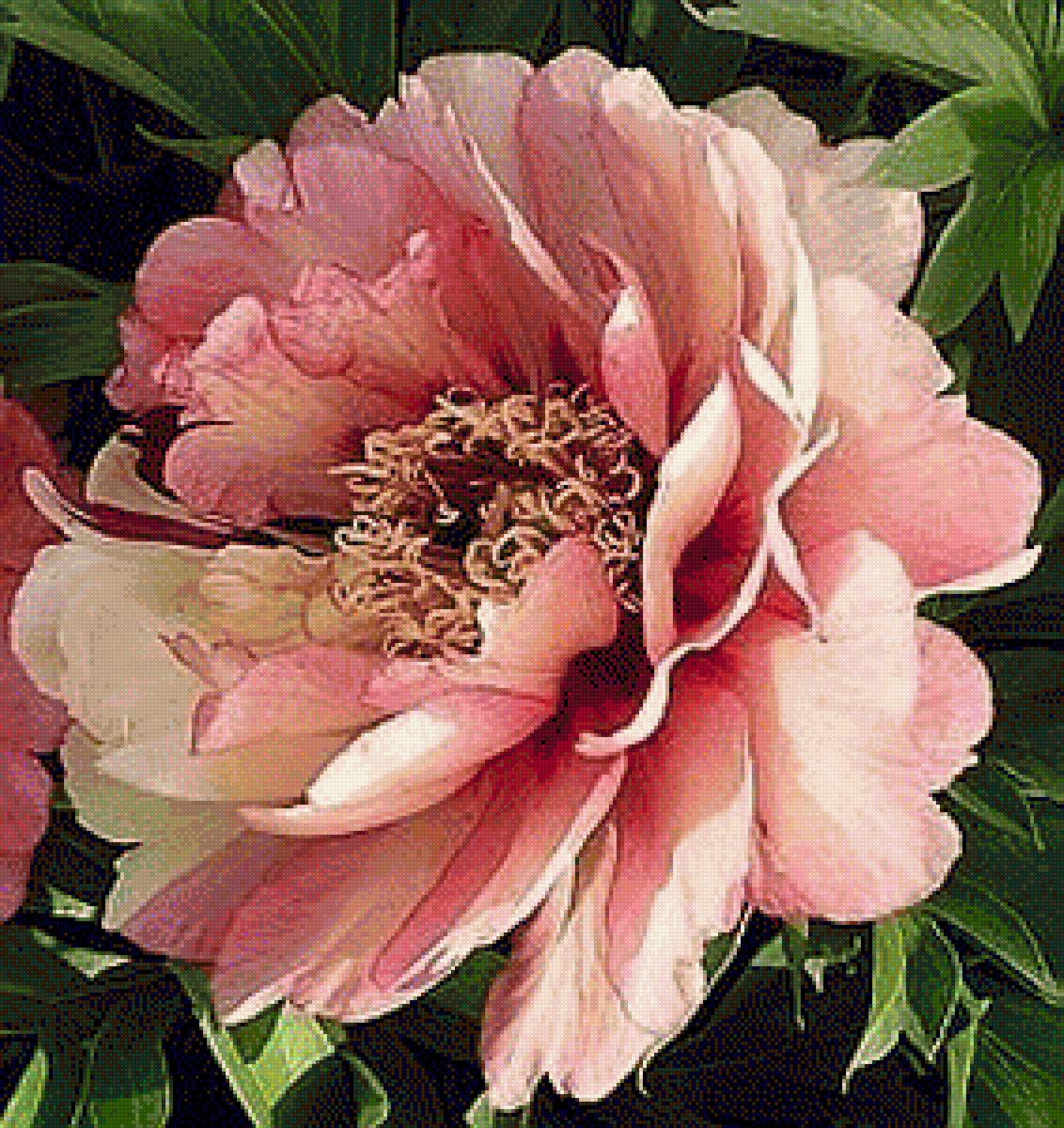 ПИОН - пион - предпросмотр