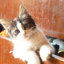 Схема вышивки «Любопытный котенок»