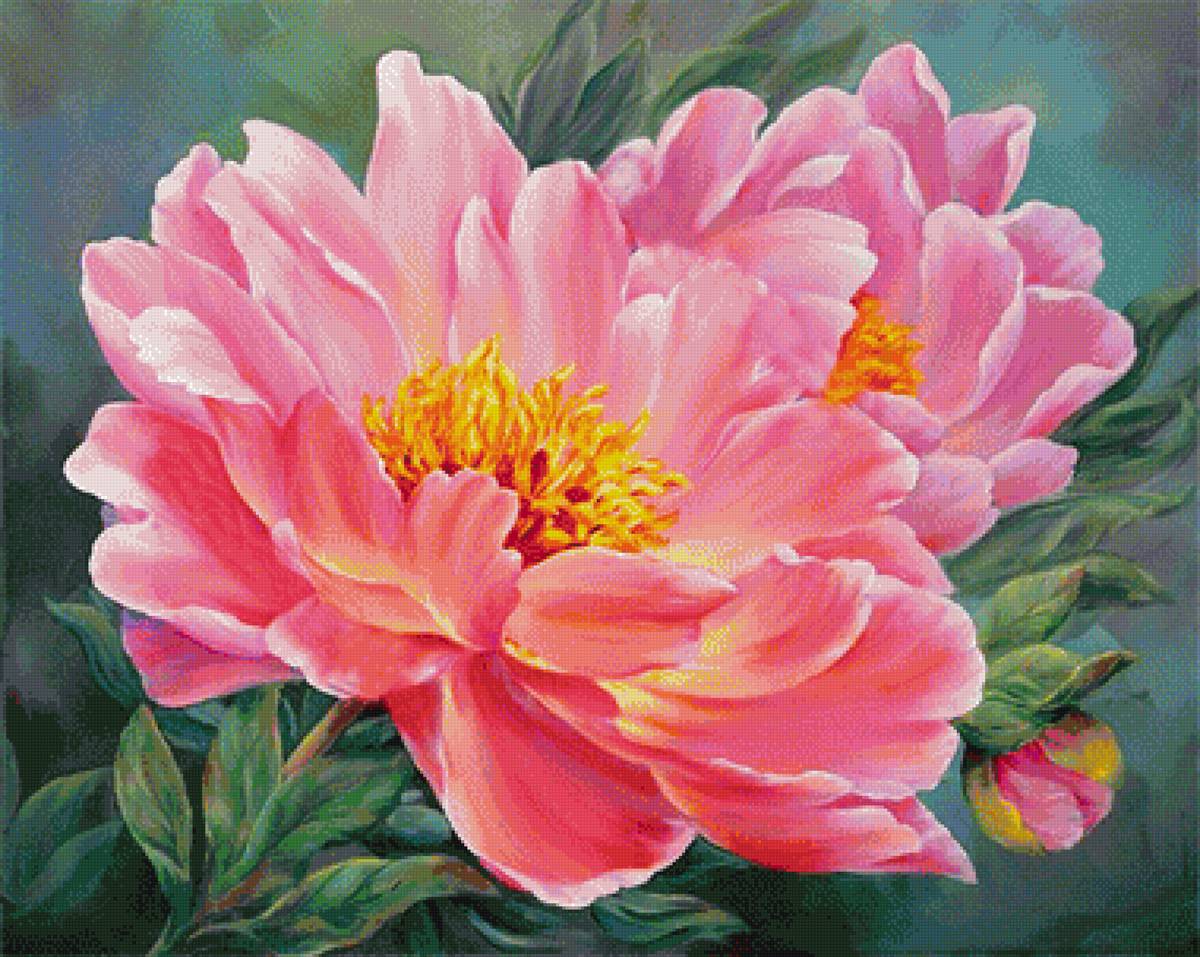 pivonie - предпросмотр