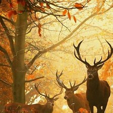 Схема вышивки «№1356247»