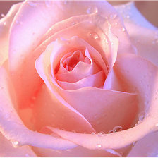 Схема вышивки «роза»