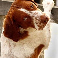 Схема вышивки «epagneul breton»