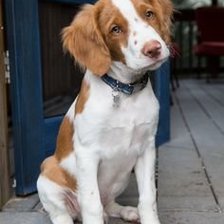 Схема вышивки «epagneul breton»