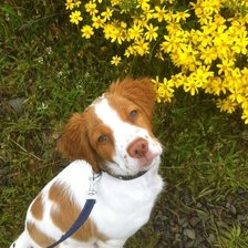 Схема вышивки «epagneul breton»