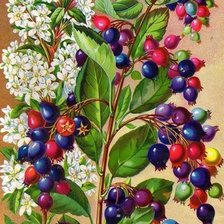 Схема вышивки «ирга»