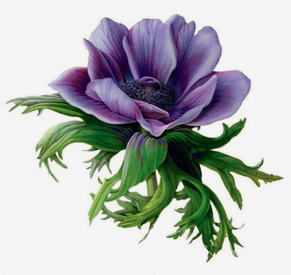 цветок - предпросмотр