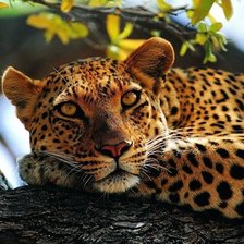 Схема вышивки «Лео»