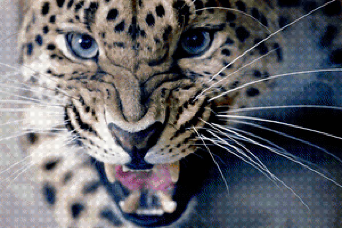 Леопард - леопард, дикие кошки - предпросмотр