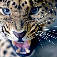 Схема вышивки «Леопард»