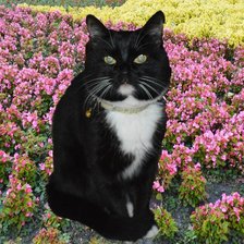 Схема вышивки «мишка»