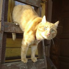 Схема вышивки «рыжик»