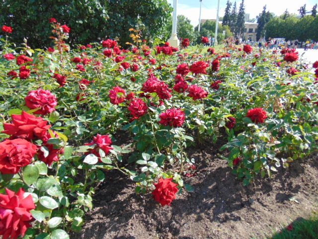 дача - оригинал