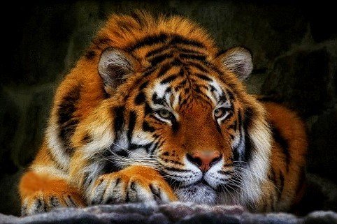 тигр - оригинал