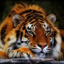 Схема вышивки «тигр»