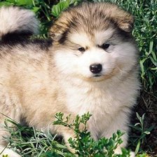 Схема вышивки «маламут маленький»