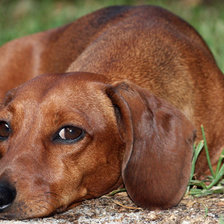 Схема вышивки «Такса»