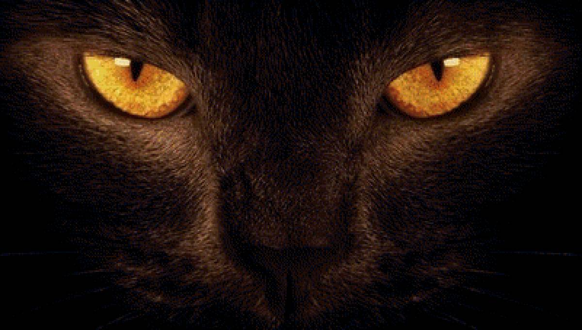 киса - предпросмотр