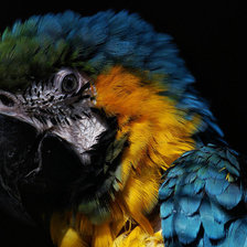 Схема вышивки «ара»