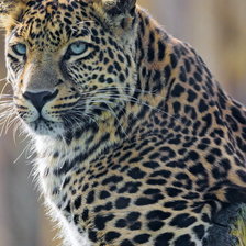 Схема вышивки «354»