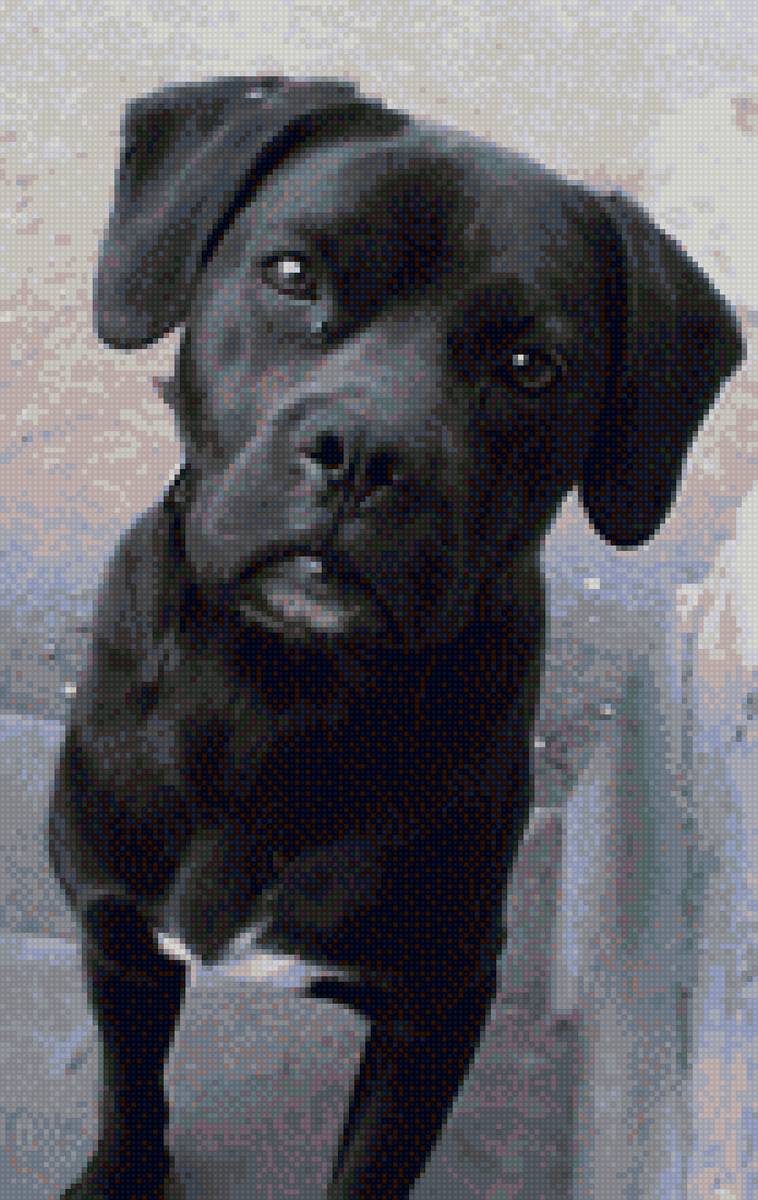 Джек - семья, собаки, питомцы - предпросмотр