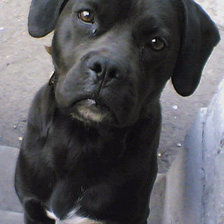 Схема вышивки «Джек»