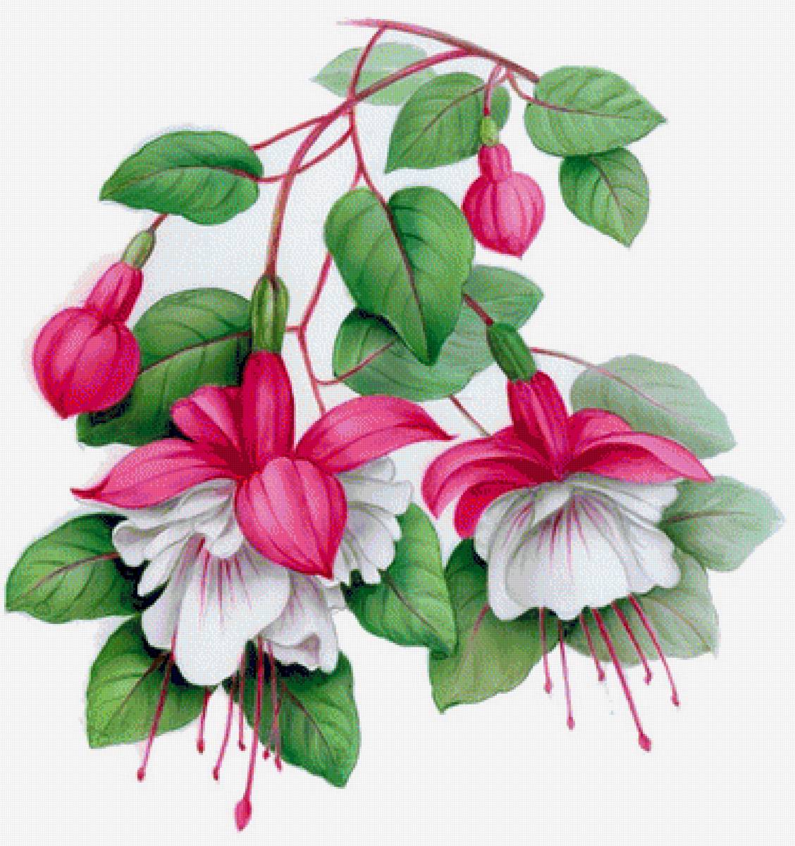 фуксия - предпросмотр