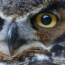 Схема вышивки «Глаза совы»