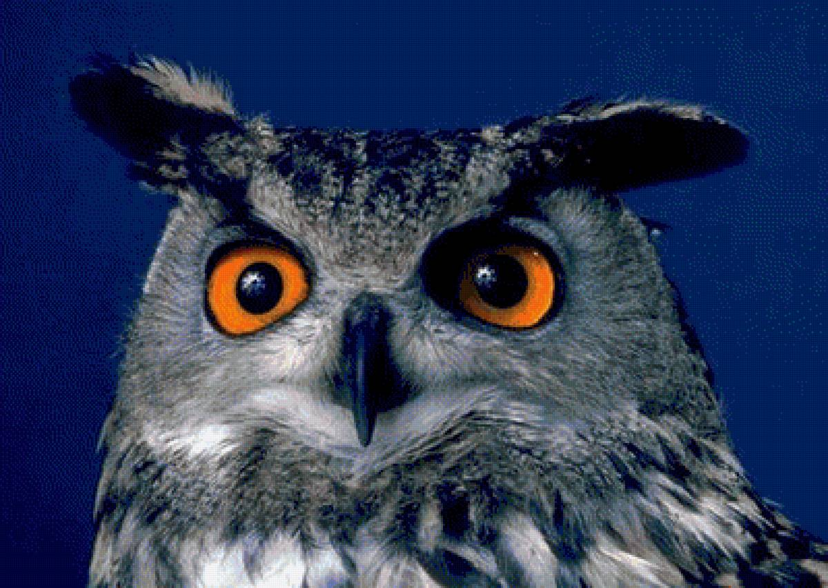 Филин - филин, глаза, хищник, птица - предпросмотр